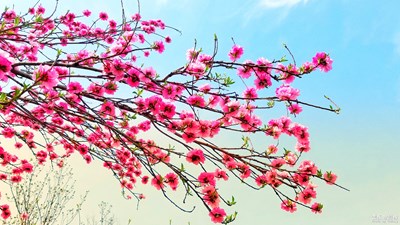 桃花朵朵開(kāi)
