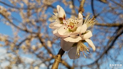 珍珠公園
