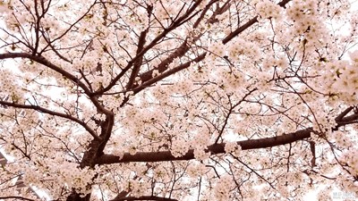【留住記憶的照片】櫻花樹下