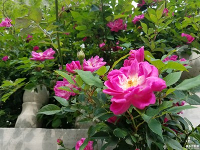 薔薇（二）