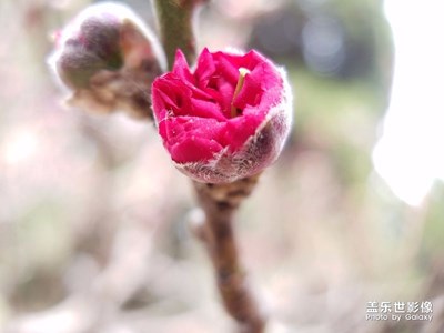 大好時光，小七隨拍