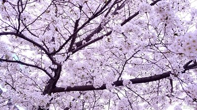 【留住記憶的照片】+春