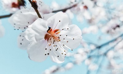 春花爛漫