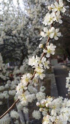 海棠依舊