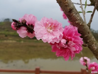 碧桃