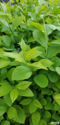 小花！??！