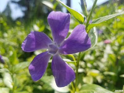 花葉蔓長春花