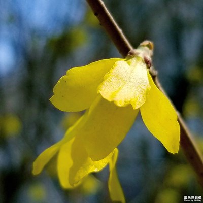 迎春花開報春來