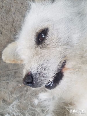 連看條狗都眉清目秀