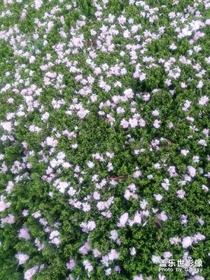 落櫻繽紛