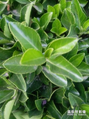 綠油油