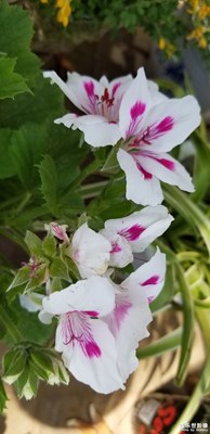 花海