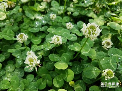 谷雨·公園