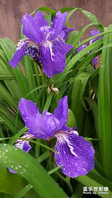 鳶尾花開
