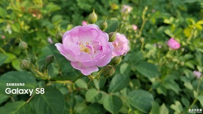 薔薇花開了