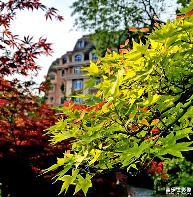 【人間四月天】 四月楓葉花相伴，春不踏盡不歸巢。