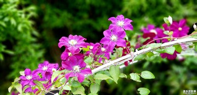 山花爛漫
