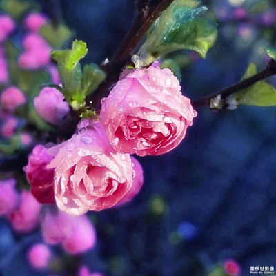 【人間四月天】+花紅柳綠又一春