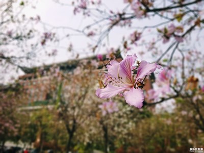 【人間四月天】+春意盎然，百花爭(zhēng)艷