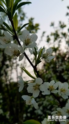 千樹萬樹梨花開
