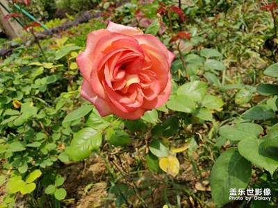 春天花開了