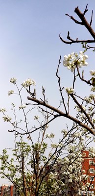 長春街頭的花兒