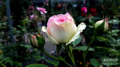 花卉一組
