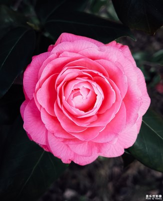 一朵茶花~