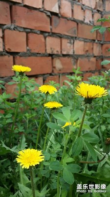 【中國(guó)最美瞬間】+那些花兒