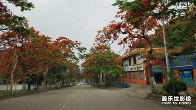 火紅的攀枝花