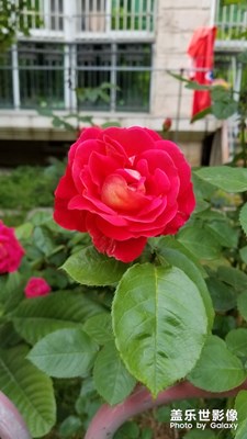 后院的花