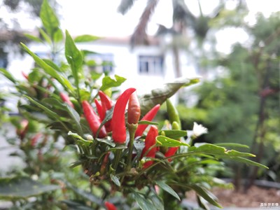 F1.5就是牛