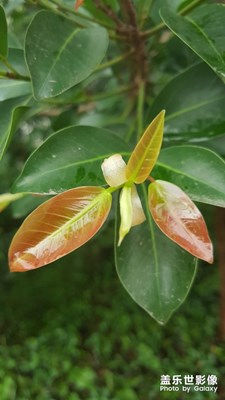 【我的手機在說話】+春芽