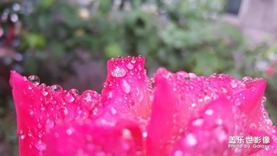 雨后小院