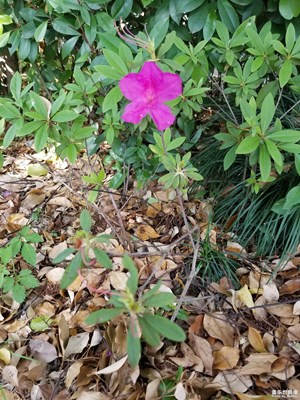 【我的手機在說話】+花顏花語