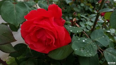 【我的手機(jī)在說話】+花開一夏