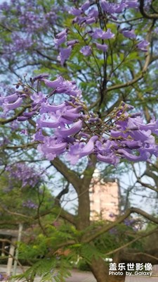 【中國最美瞬間】+ 藍花楹