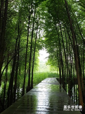 溱湖國家森林公園
