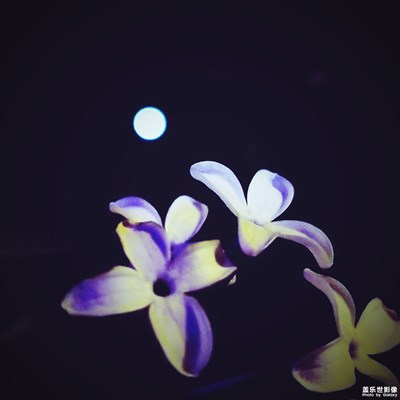【我的手機在說話】+午夜丁香