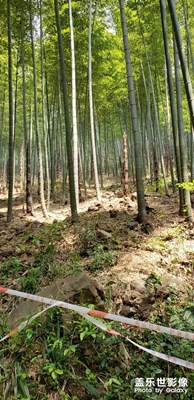 【中國最美瞬間】+南山竹海