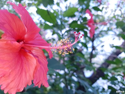 【中國最美瞬間】+花蕊