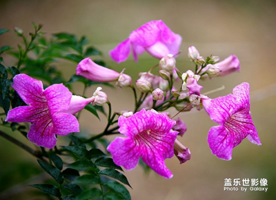 【中國最美瞬間】+春開