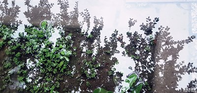 鏡花水月