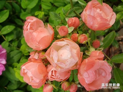 【中國最美瞬間】心中花海