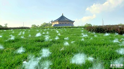 木棉飄絮