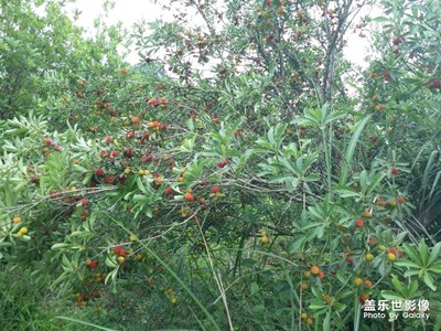 《中國(guó)最美瞬間》楊梅開摘了