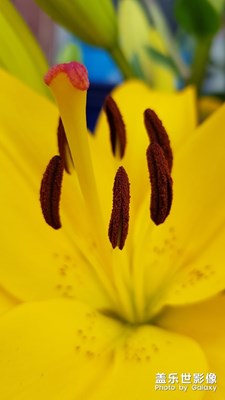 隨拍隨拍一張百合花蕊