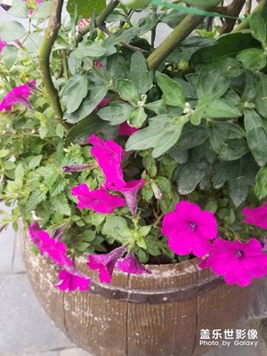花