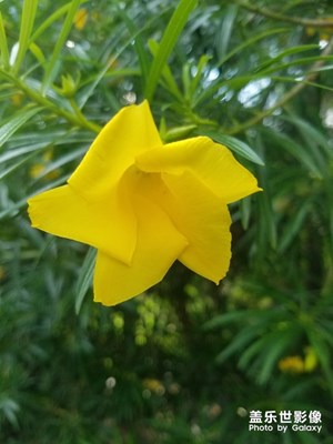 花中小蟻