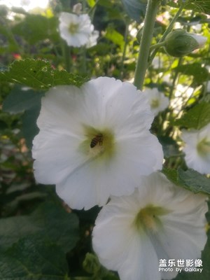 花開時(shí)節(jié)
